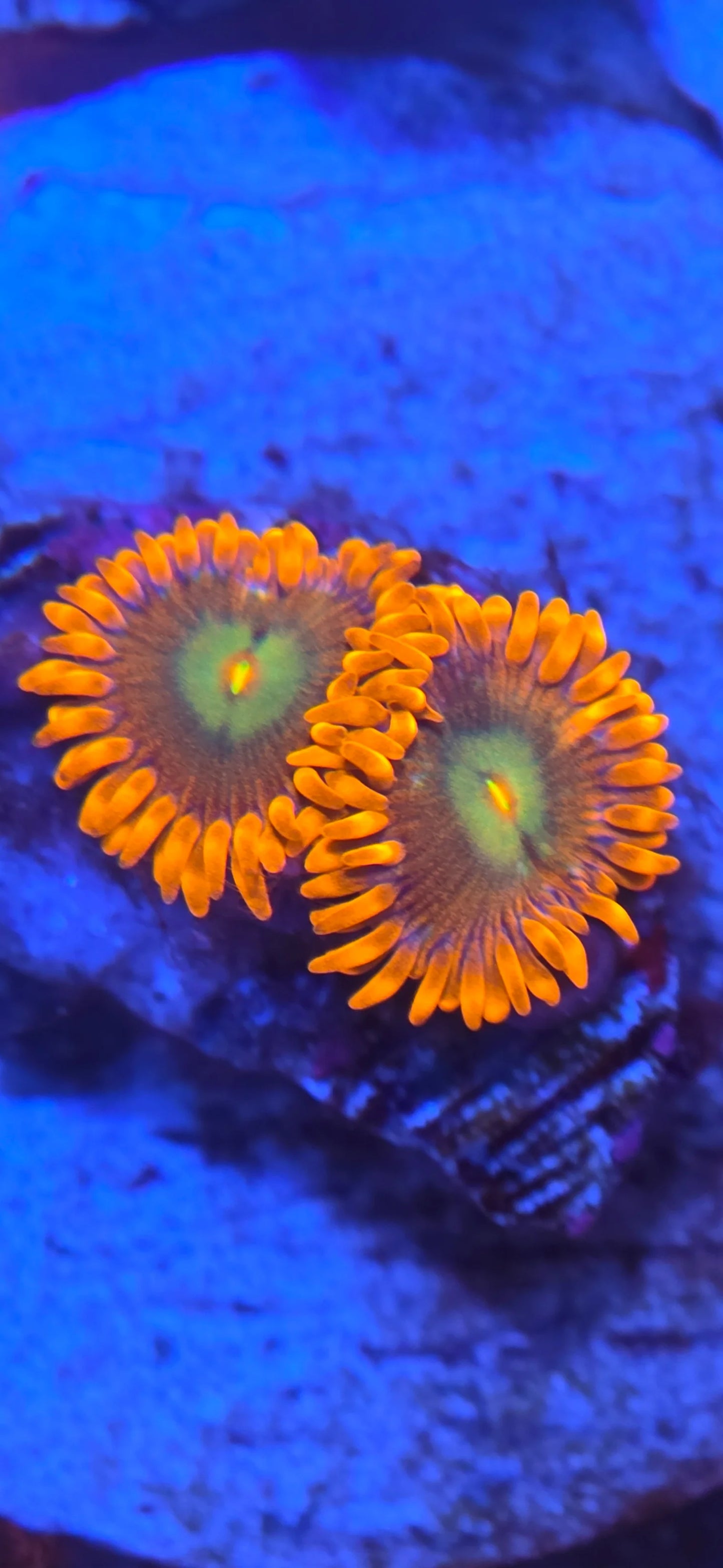 ACI Lorax Zoanthid