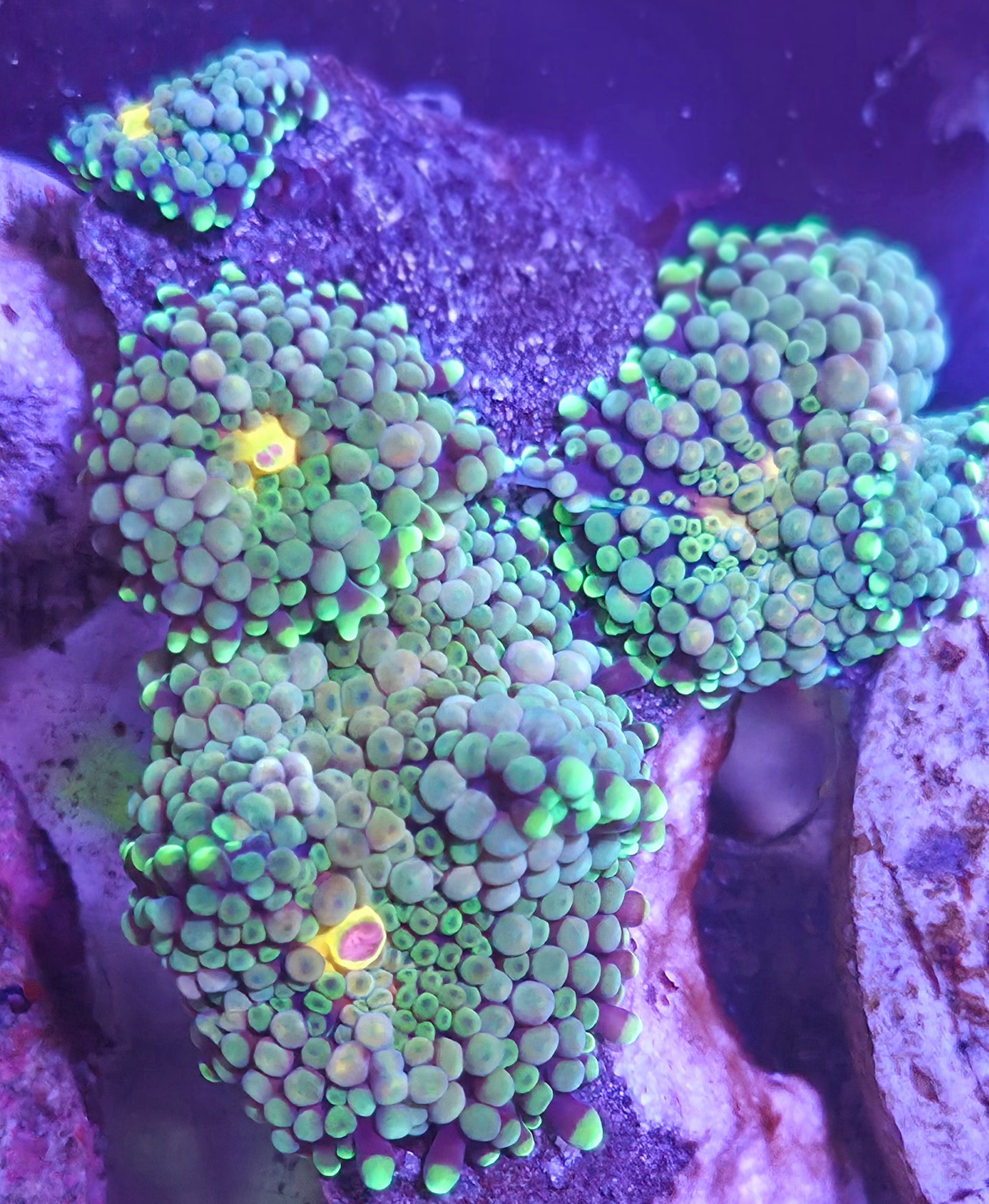 Rainbow Green Ricordea