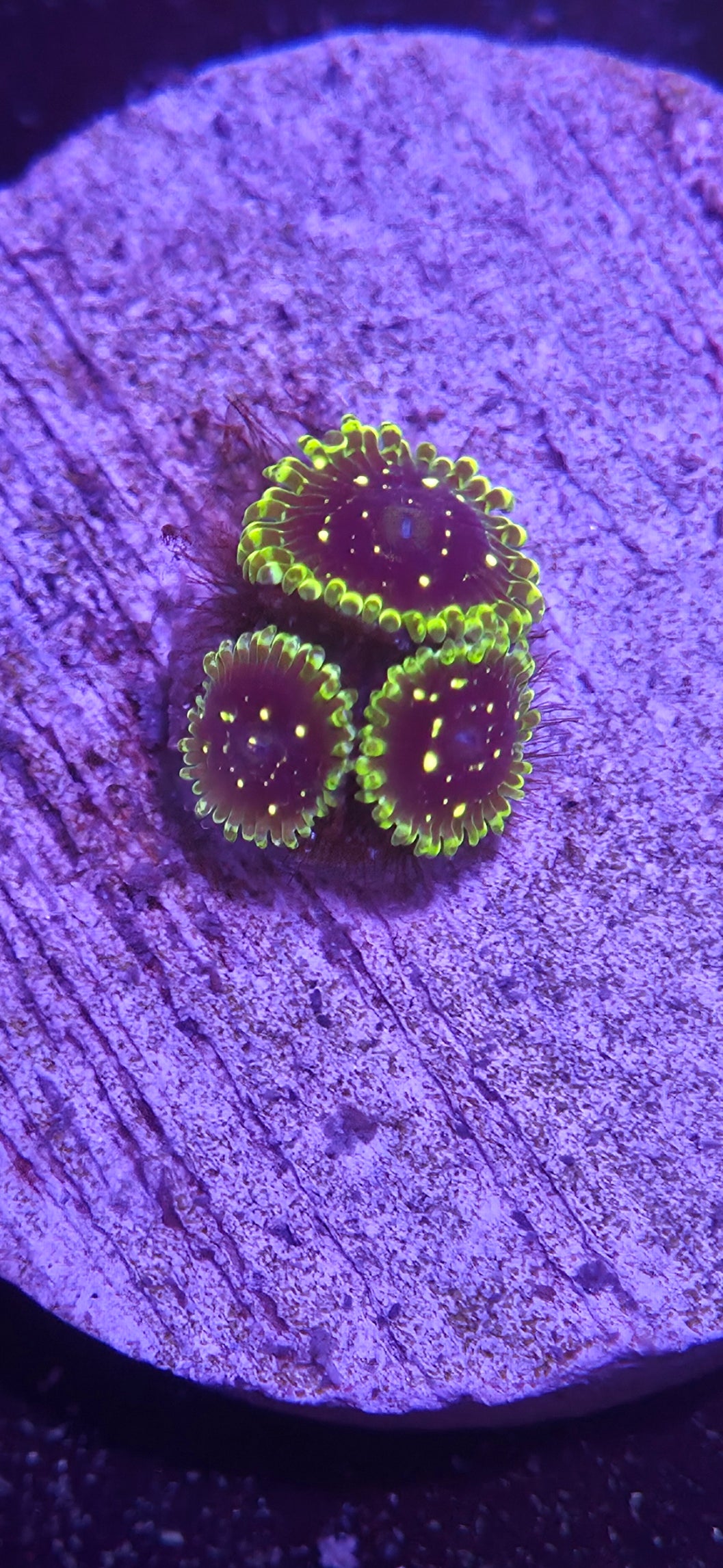 Exosphere Zoa