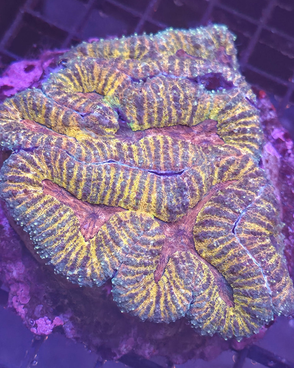 WYSIWYG Symphyllia