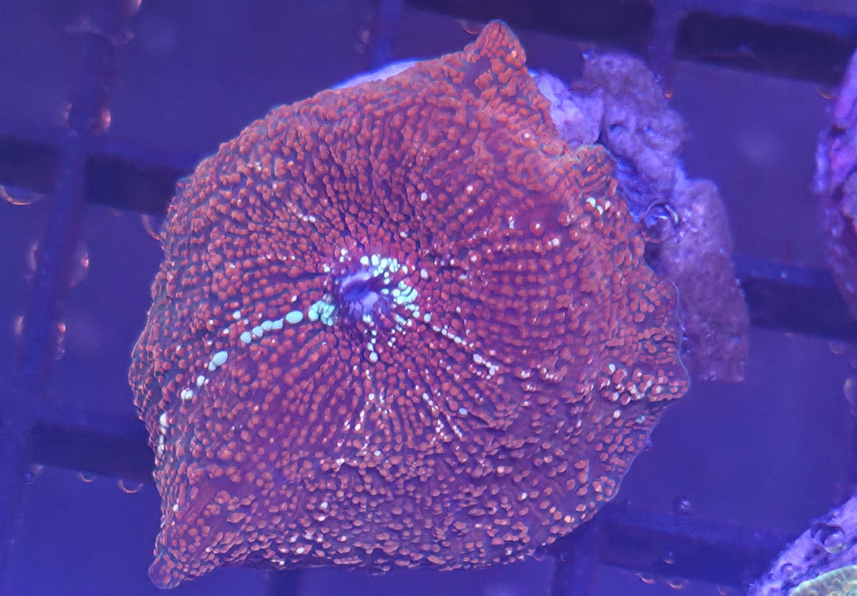WYSIWYG Disco Frag