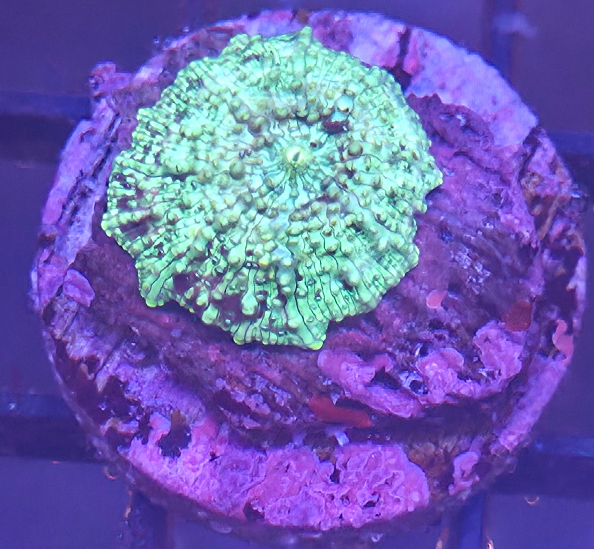 WYSIWYG Disco Mushroom