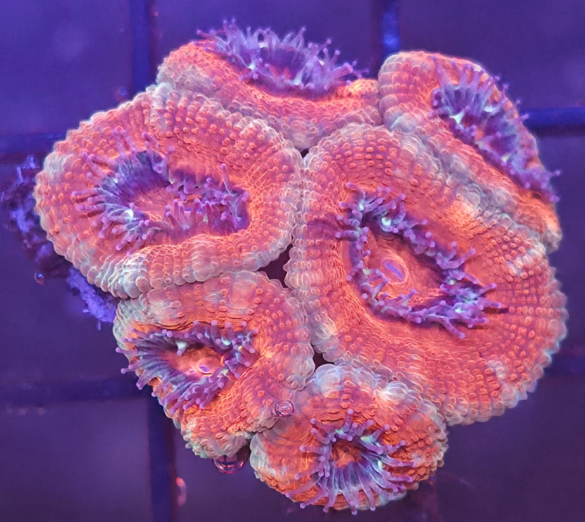 WYSIWYG Acan Frag