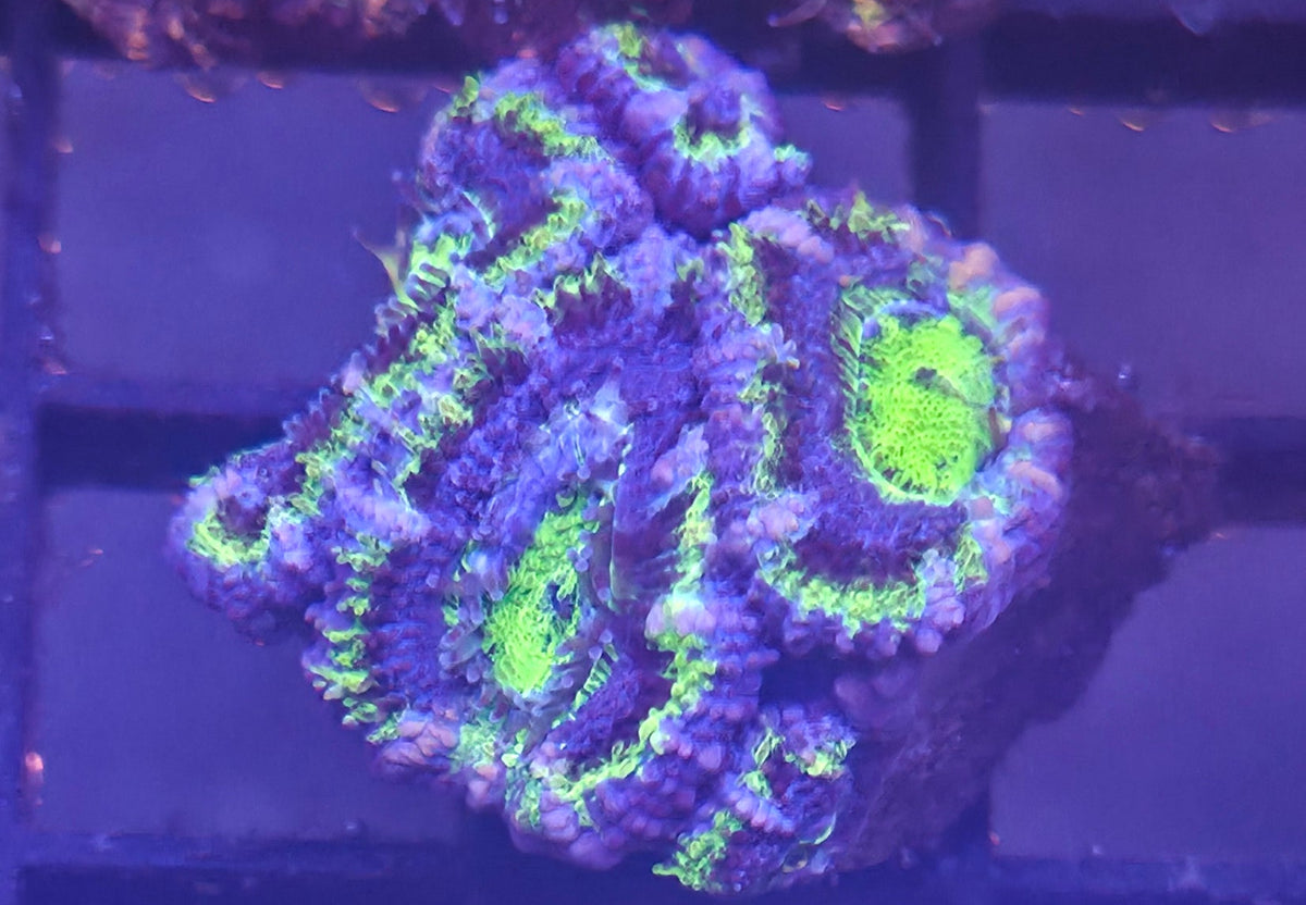 WYSIWYG Acan Frag