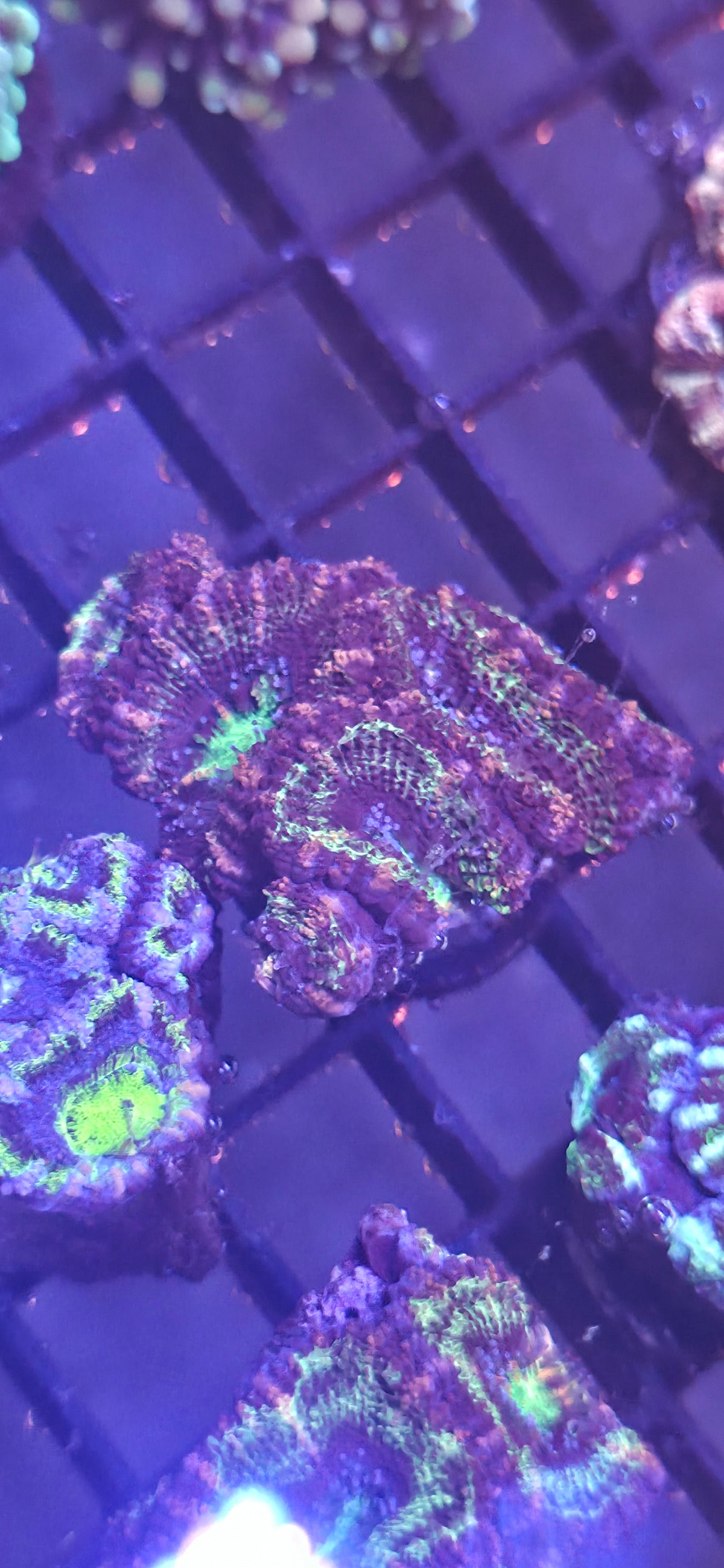WYSIWYG Acan Frag