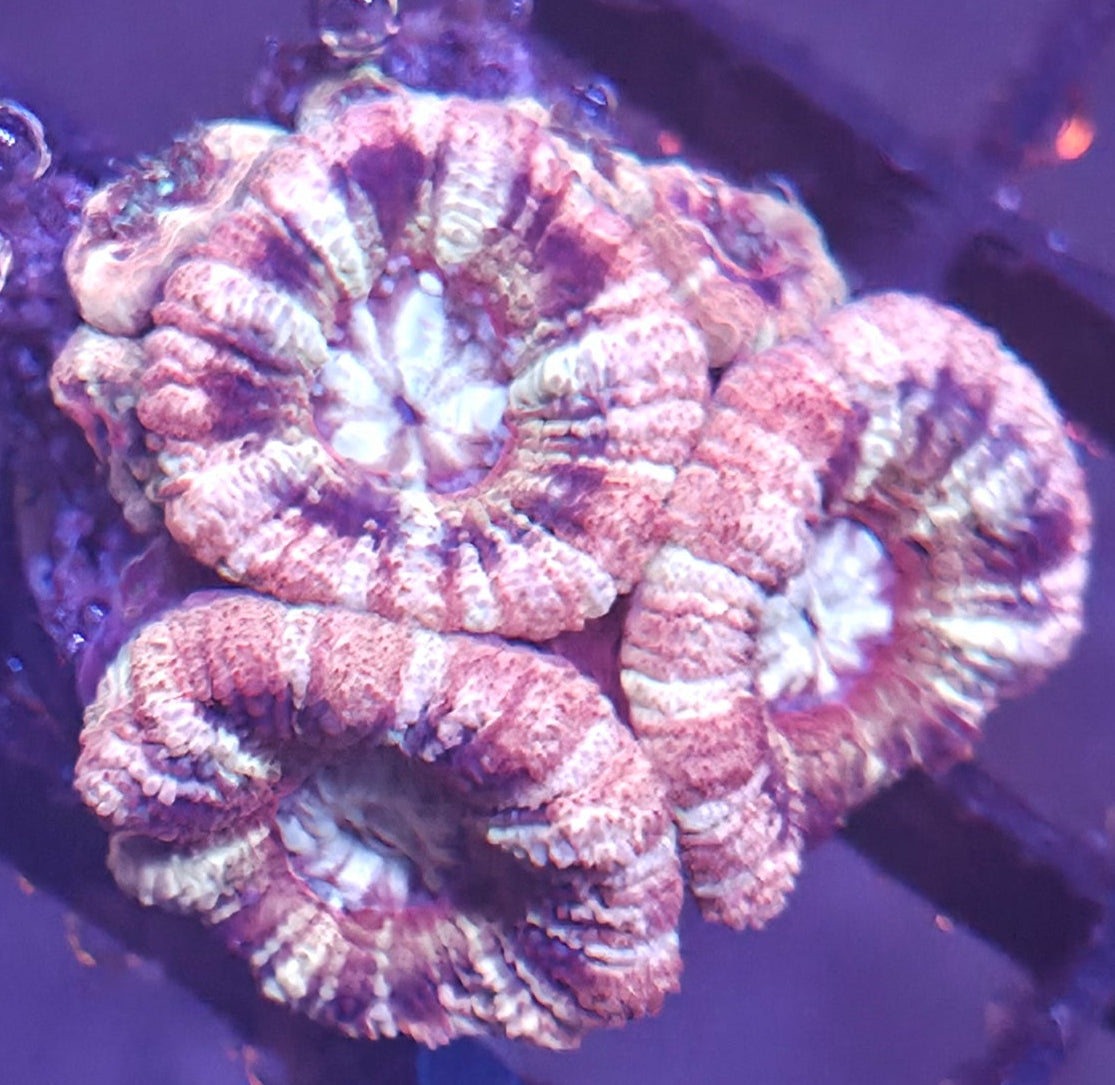 WYSIWYG Asian Acan Frag