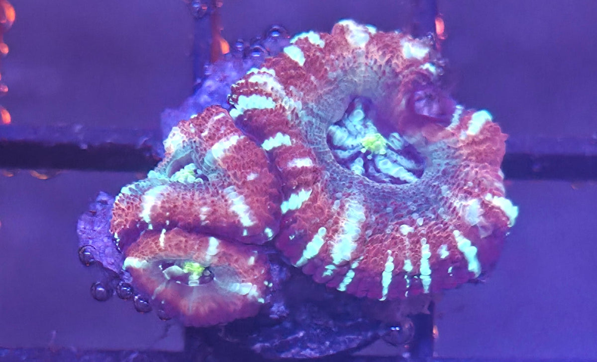 WYSIWYG Asian Acan Frag