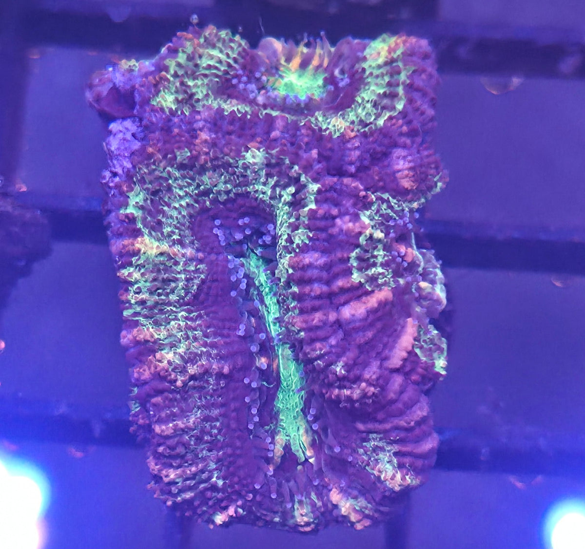 WYSIWYG Acan Frag