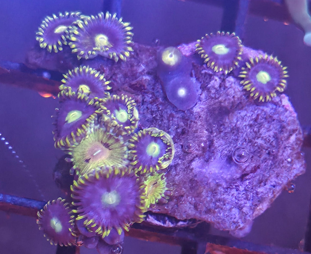 WYSIWYG Zoa Mix Frag