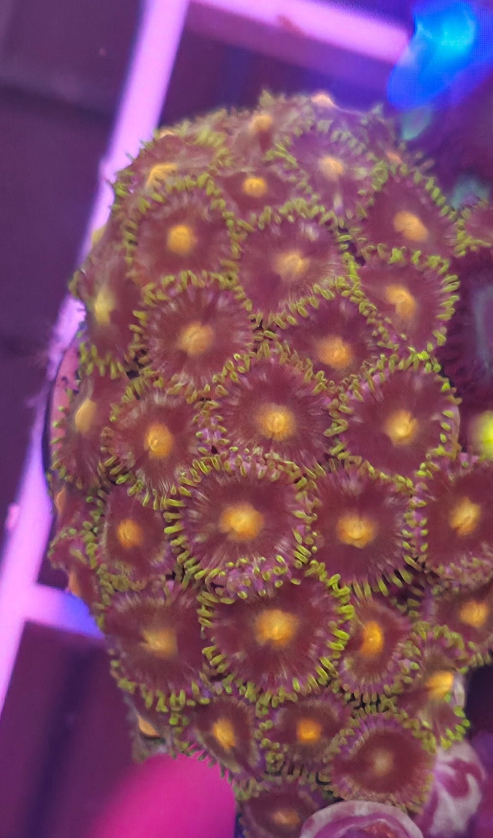 WYSIWYG Zoa Frag