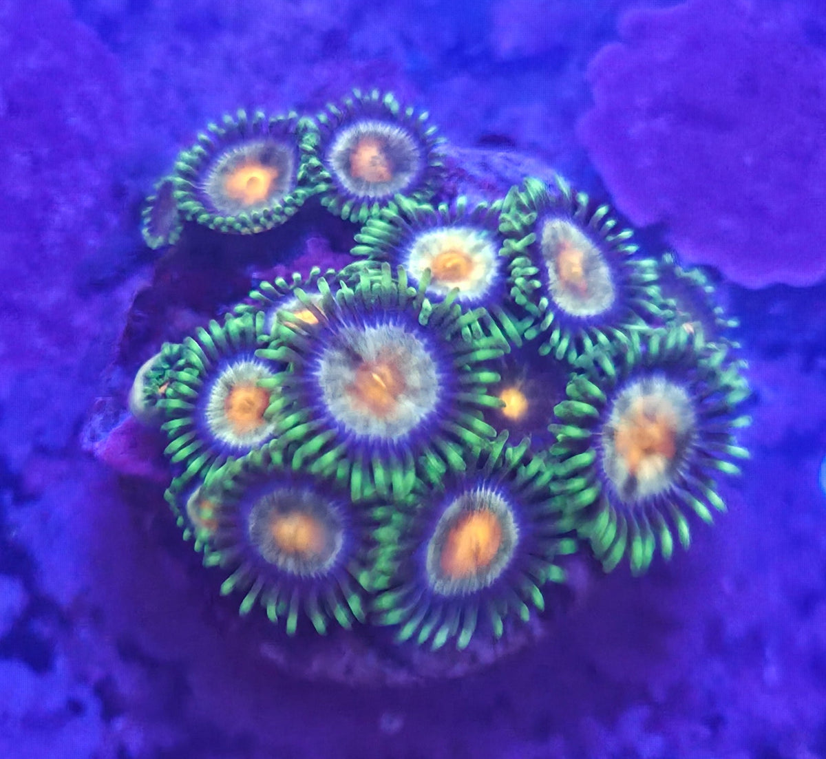 WYSIWYG Zoa Frag