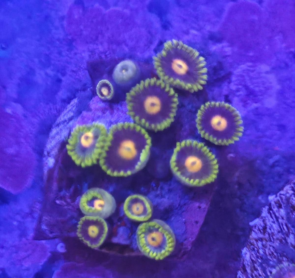 WYSIWYG Zoa Frag