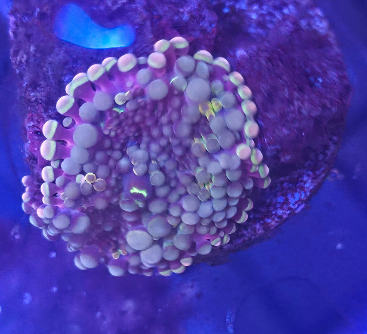 WYSIWYG Yuma Frag