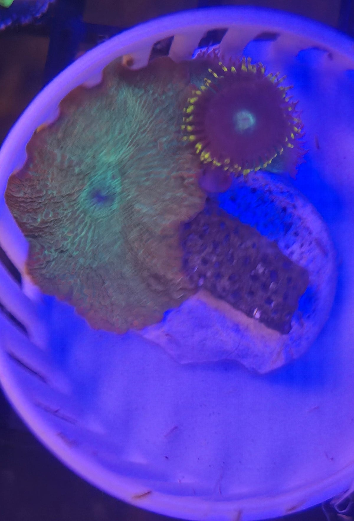 Disco Zoa Combo W/ Mushroom Basket