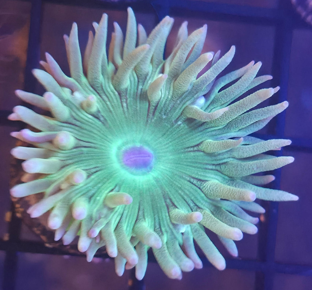WYSIWYG Duncan Frag