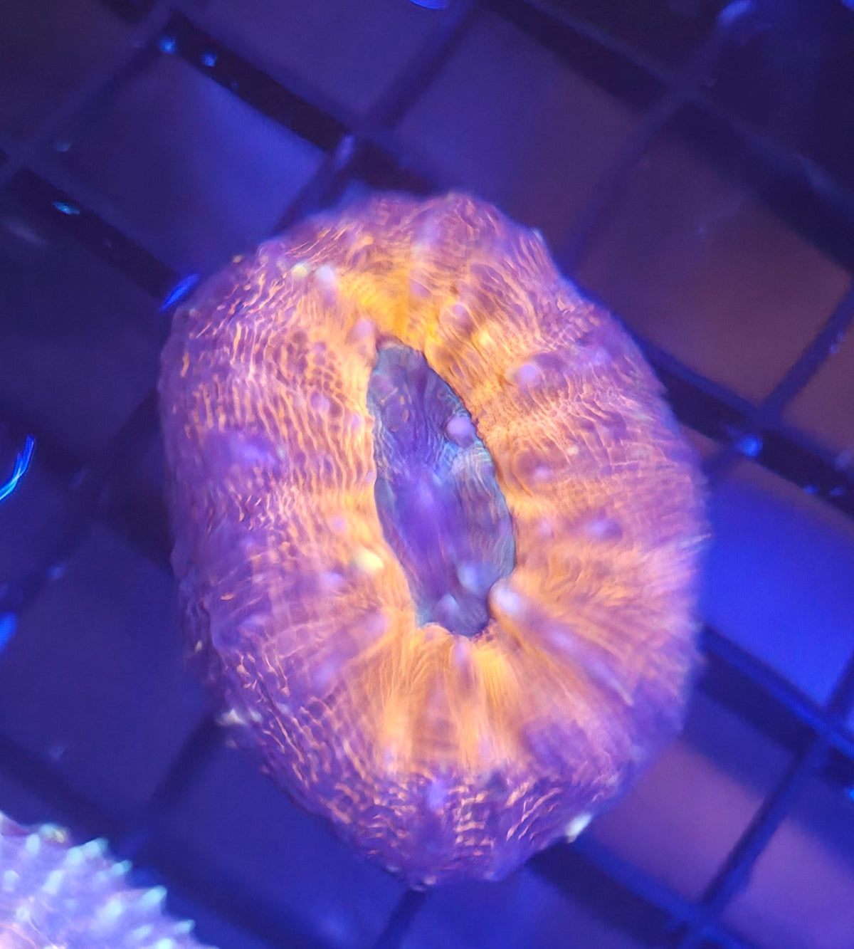 WYSIWYG Lobo Frag