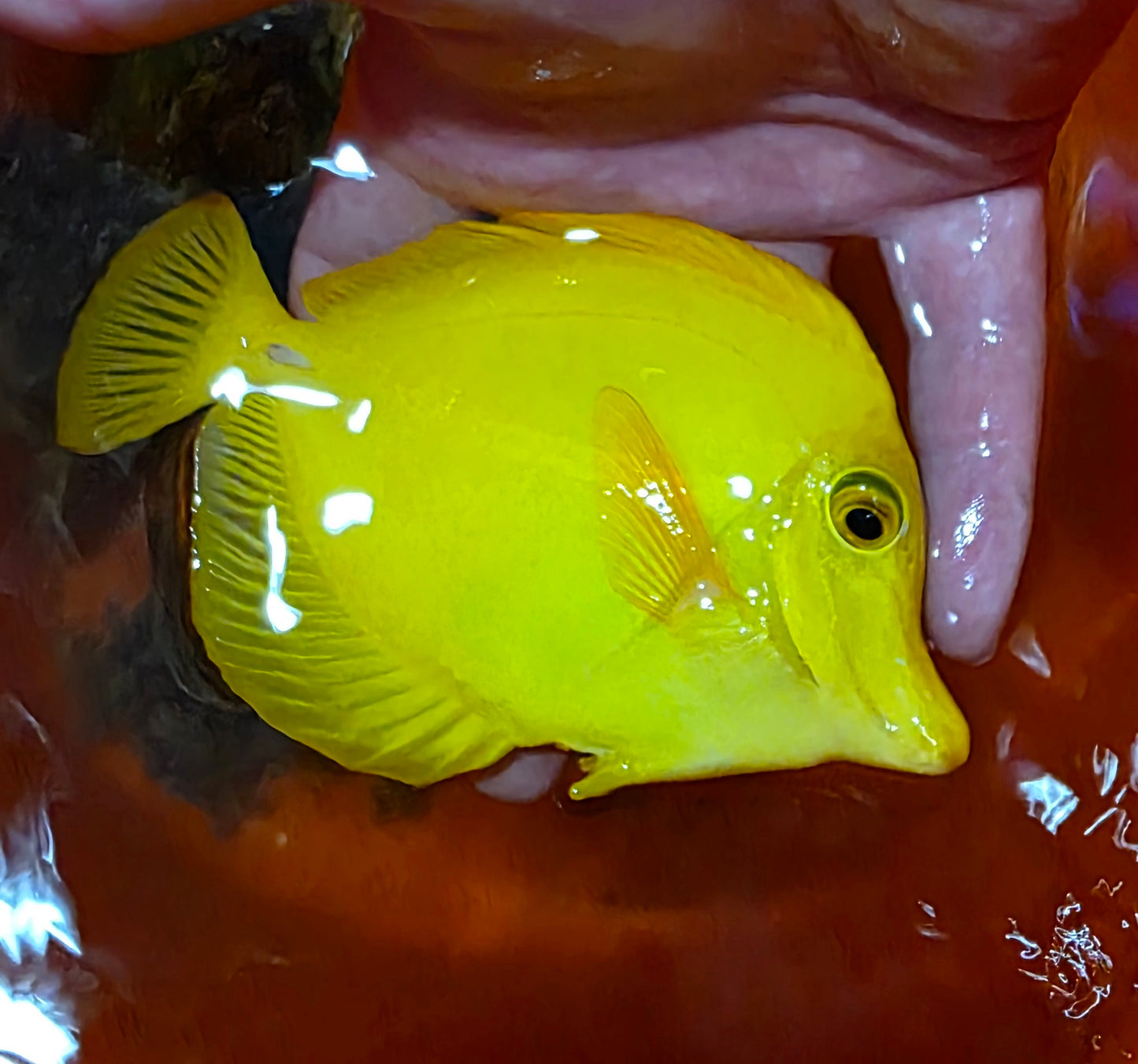 Yellow Tang