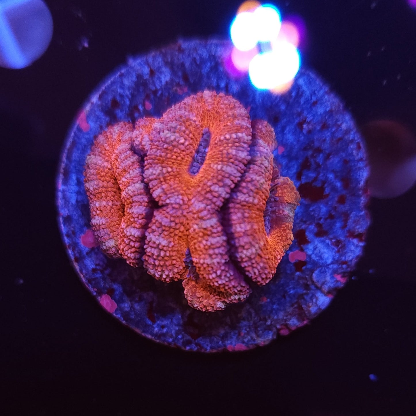 Acan Frag