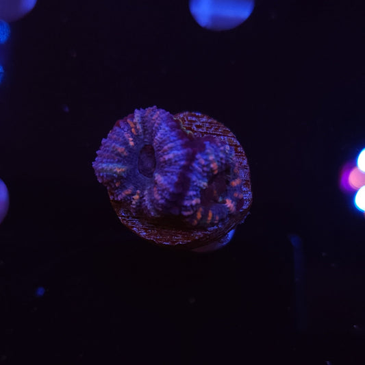 Acan Frag