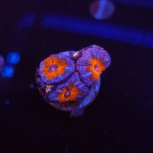 Acan Frag