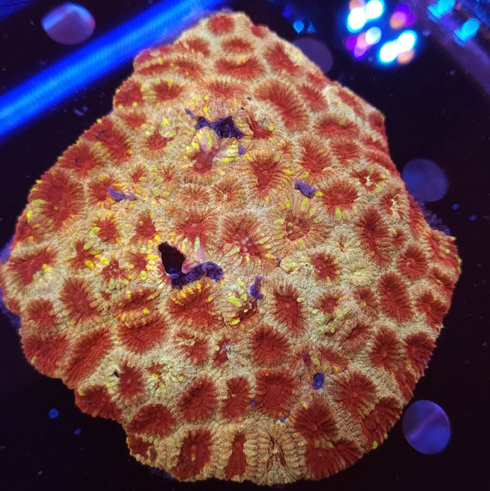 Marbled Favia Colony