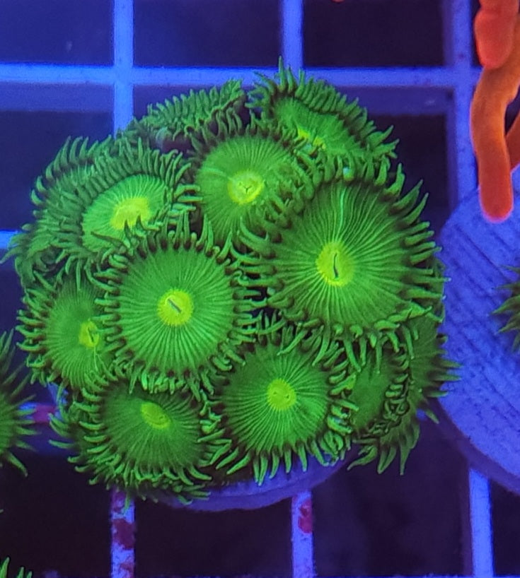 Button Polyp Big Frag