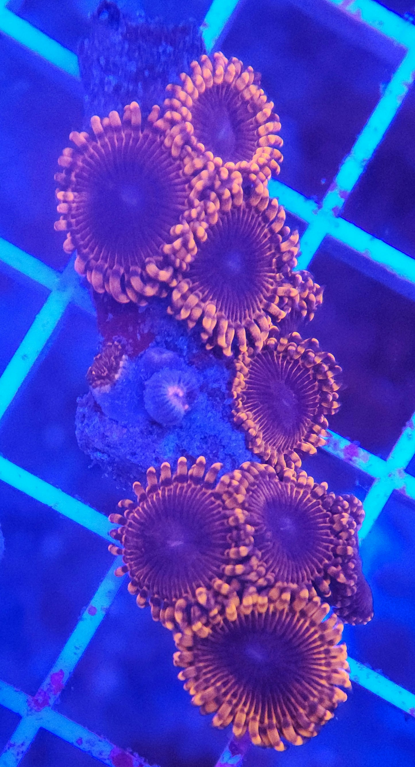 Lunar Eclipse Zoa Rock