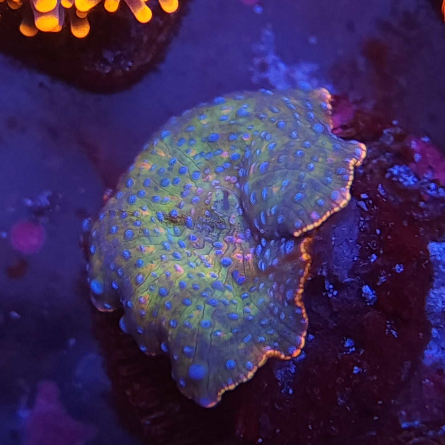 Space Dust Disco Mushroom Frag