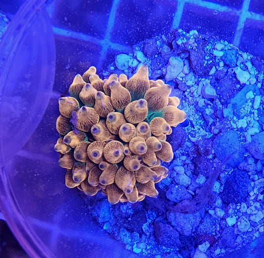 Rainbow Bubble Tip