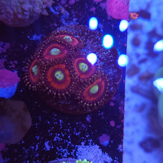 Zoa Frag