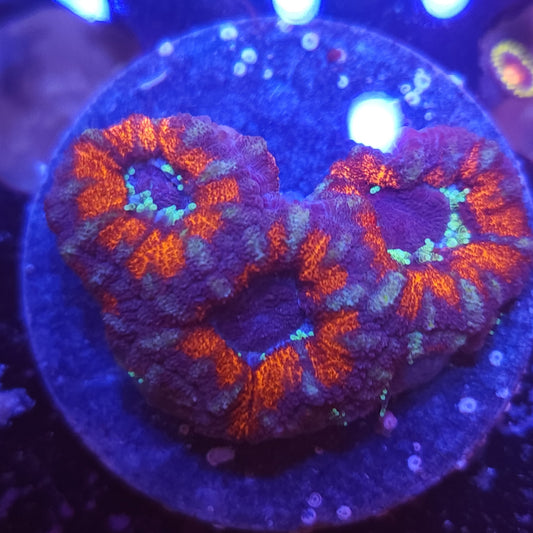 Acan Frag