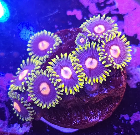 Blueberry Zoa Frag