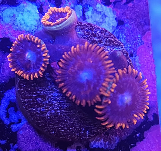 Zoa Frag