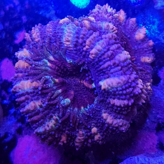 Acan Frag