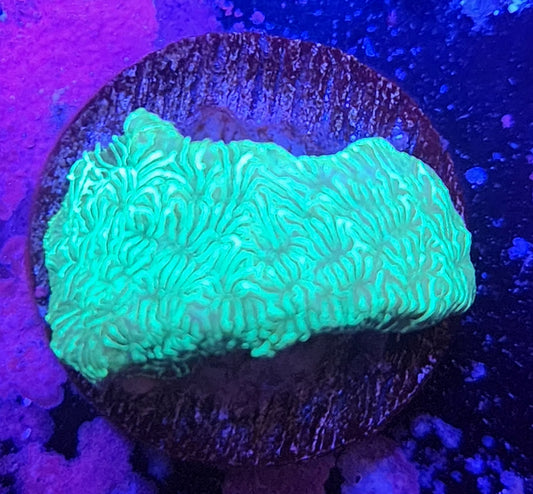 Green Lepto Frag