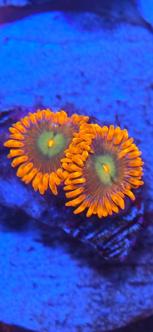 ACI Lorax Zoanthid
