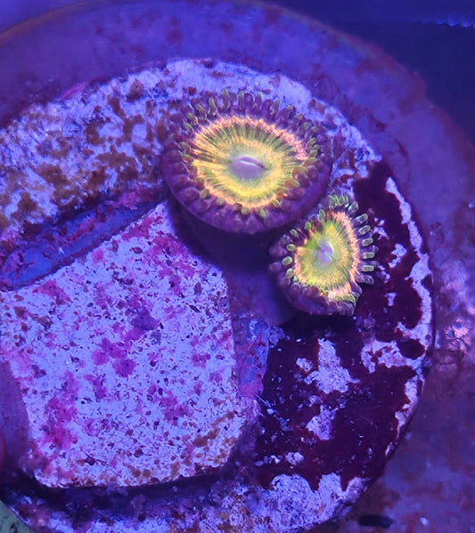 Rainbow Infusion Zoanthids