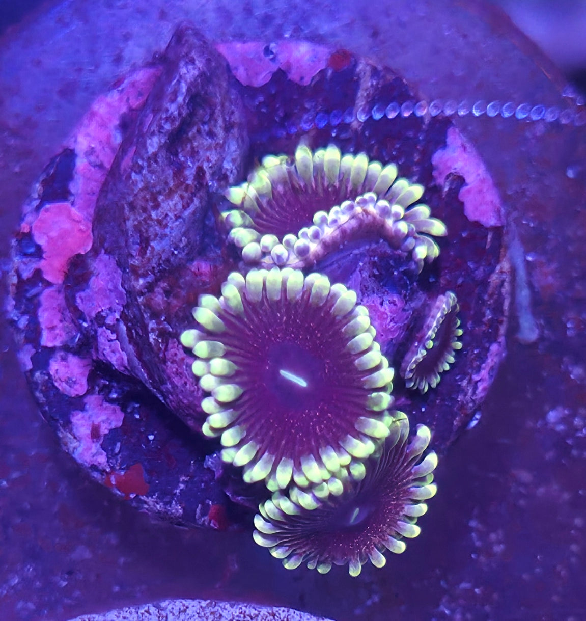 Black and Gold/ Blue Purple Media Cluster