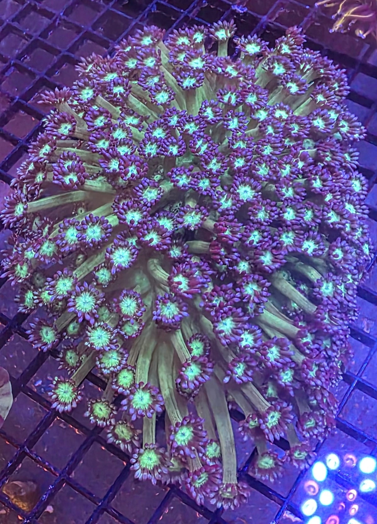 WYSIWYG XXL Goni Colony