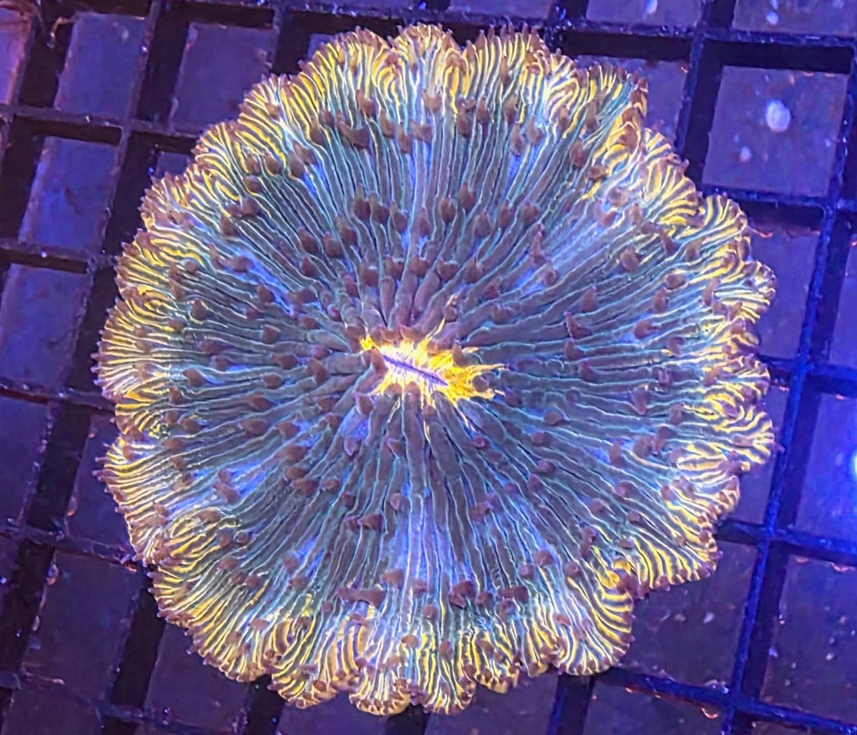 WYSIWY Fungia
