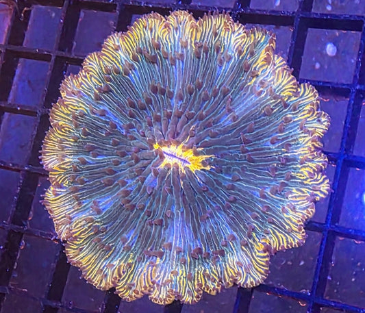 WYSIWY Fungia