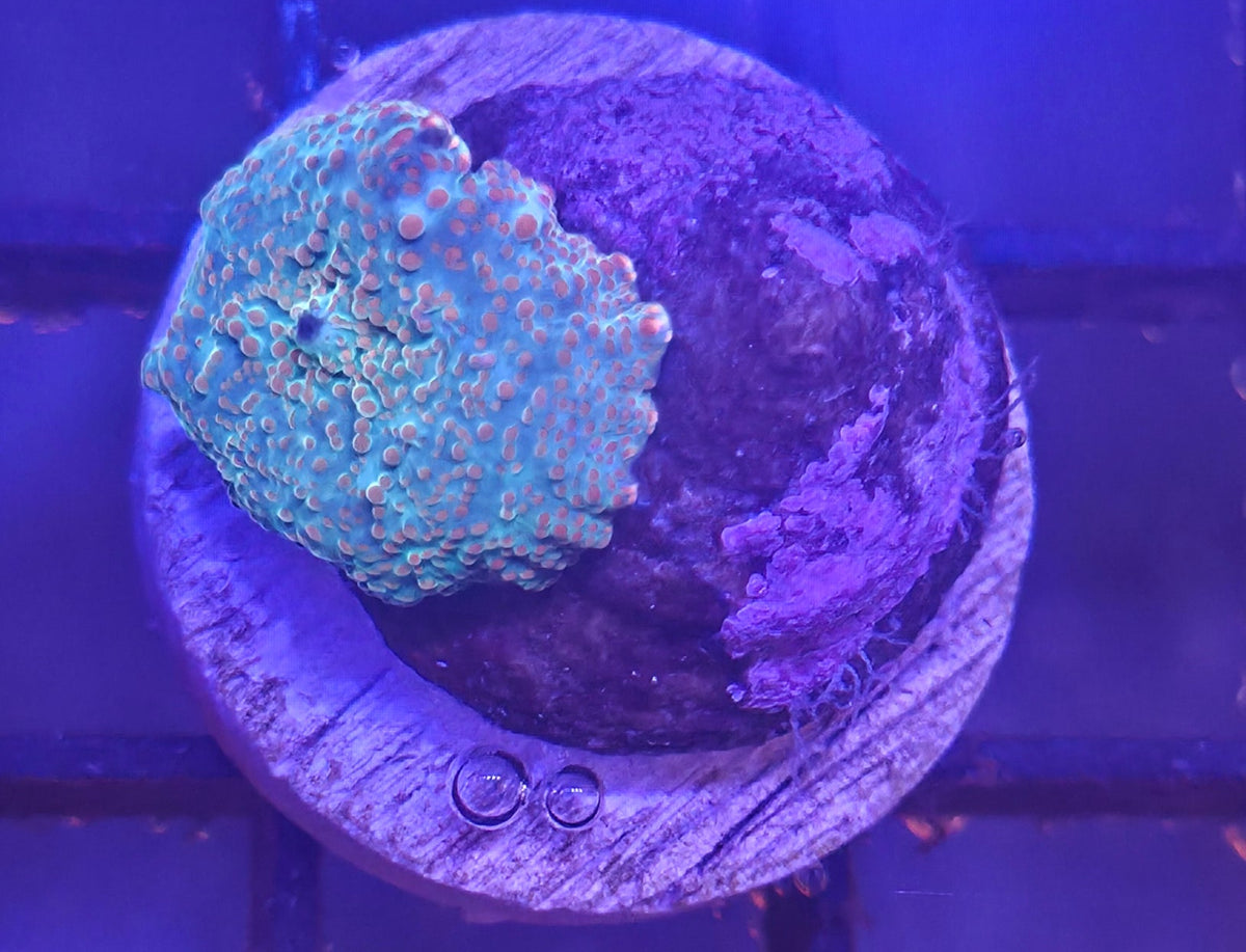 WYSIWYG Disco Frag