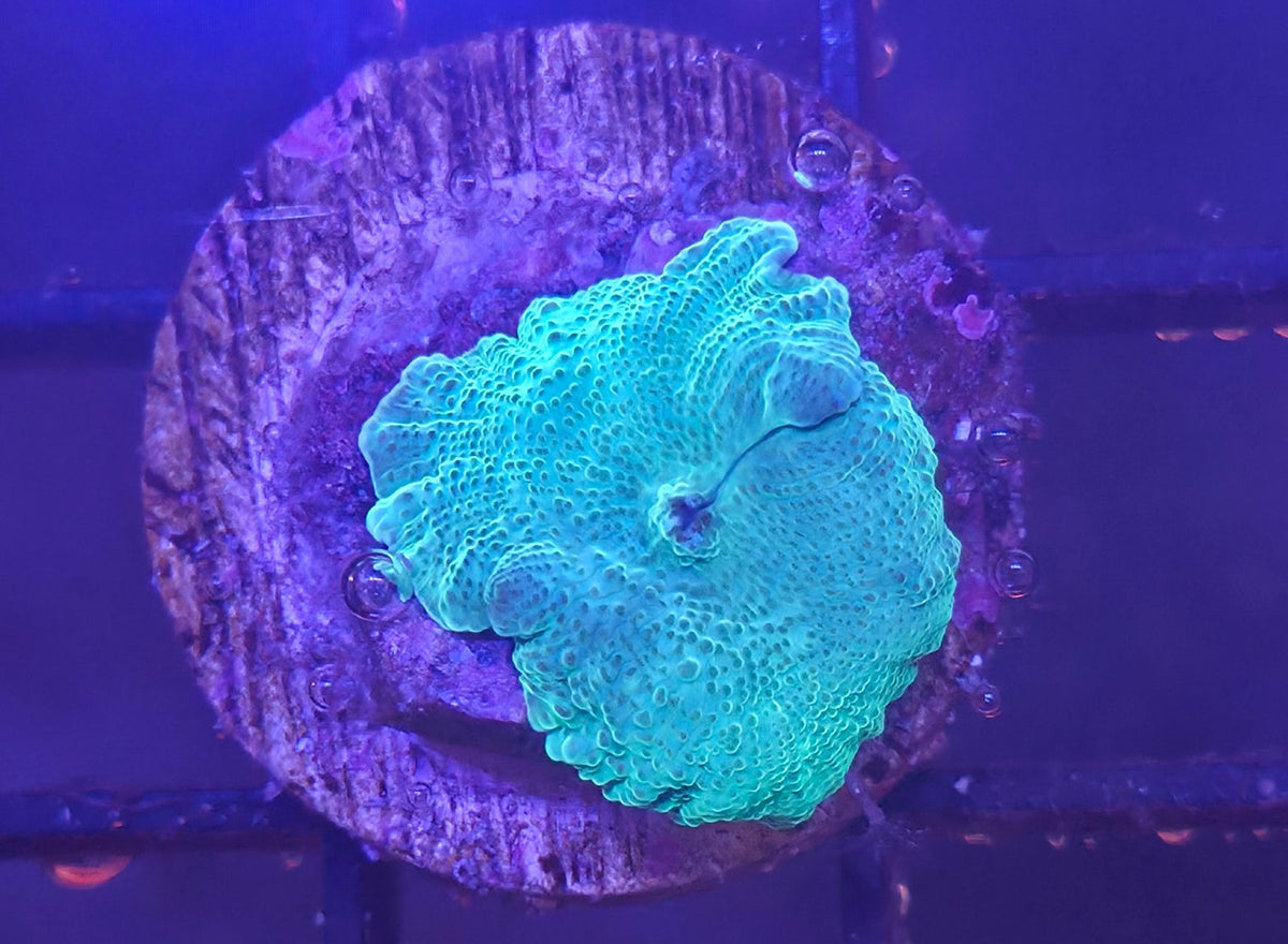 WYSIWYG Disco Frag