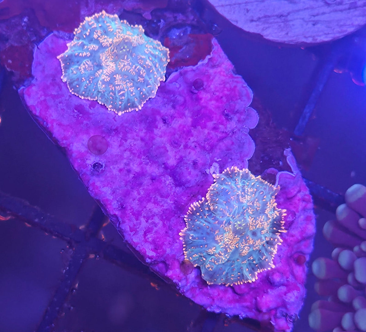 WYSIWYG Rhodactis Frag Double