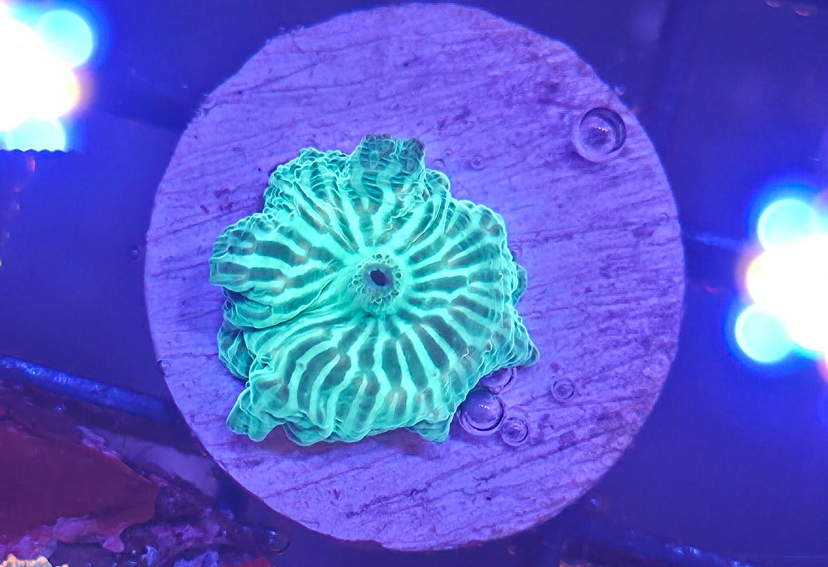 WYSIWYG Disco Frag