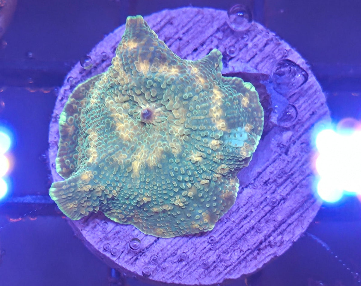 WYSIWYG Disco Mushroom