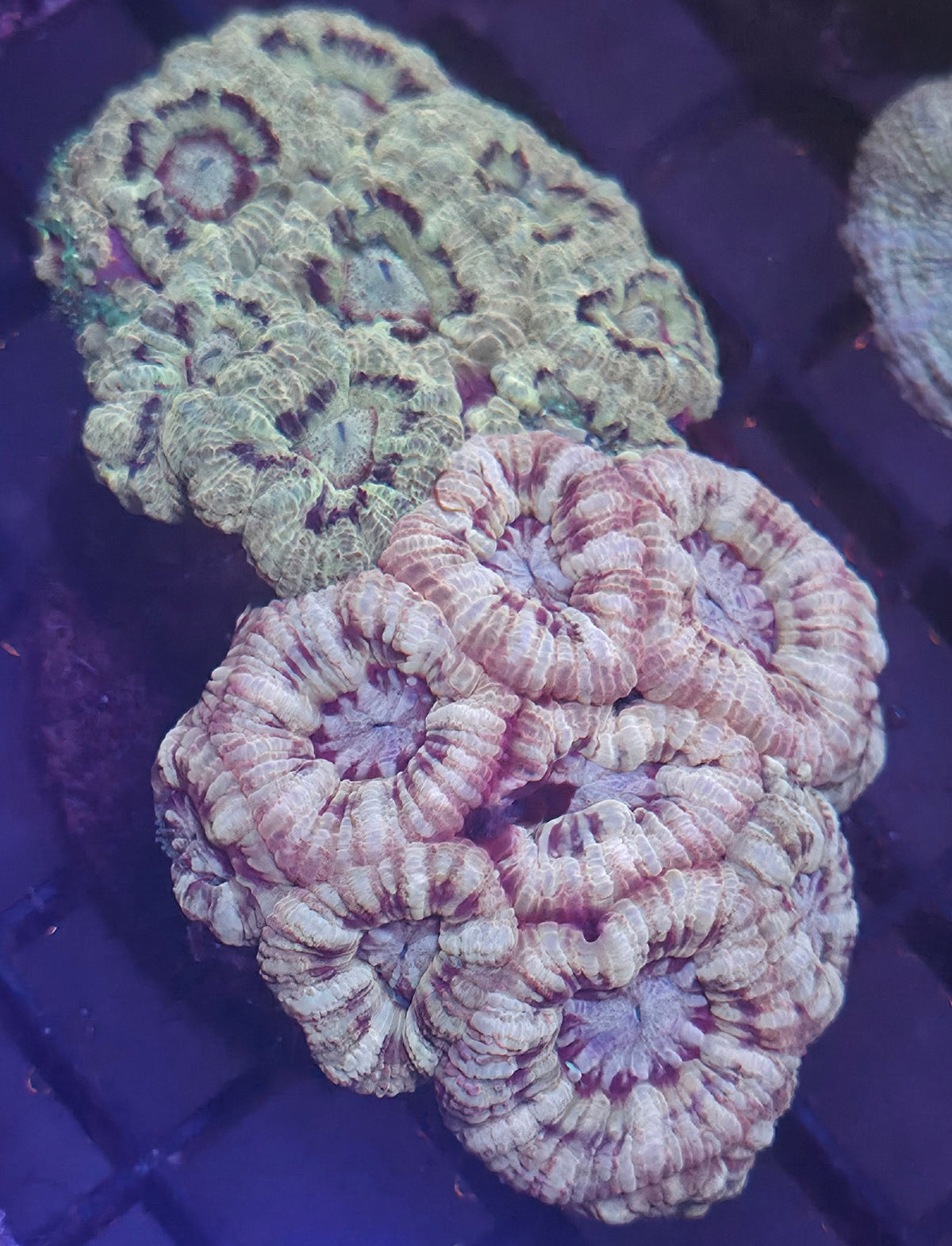 WYSIWYG Asian Acan