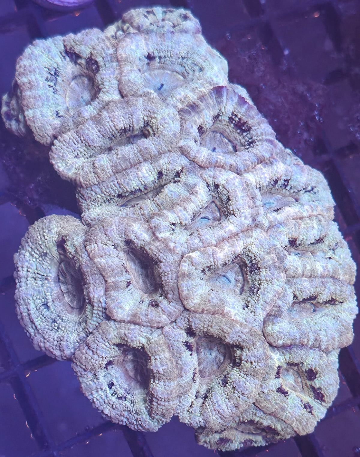 WYSIWYG Asian Acan