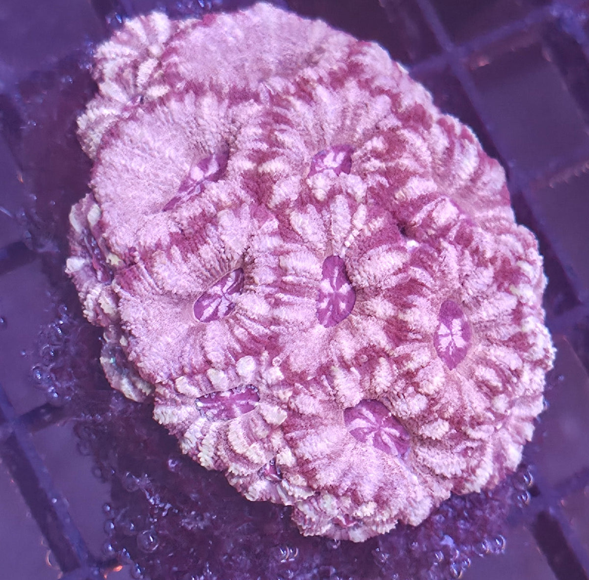 WYSIWYG Asian Acan