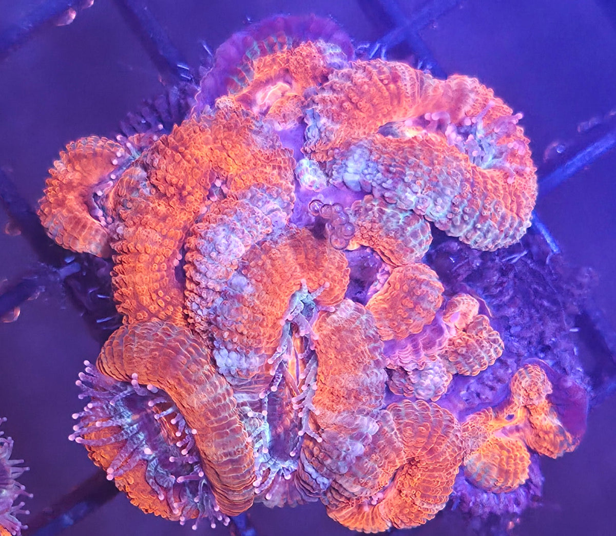 WYSIWYG Acan Frag